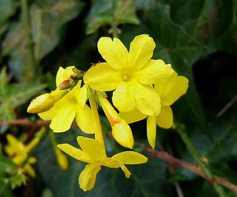 JASMINUM GELSOMINO NUDIFLORUM VASO 12CM