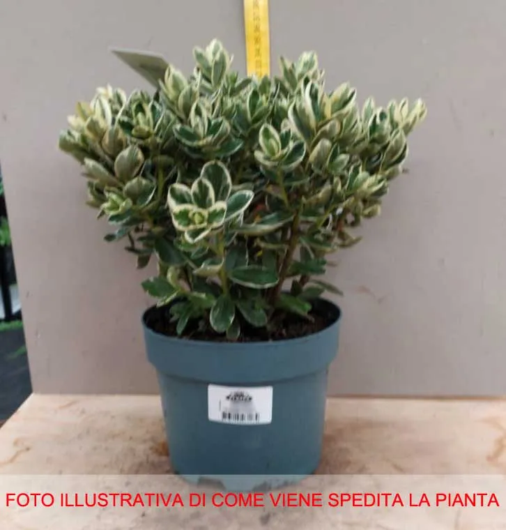 HEBE KATRINA VASO 16CM