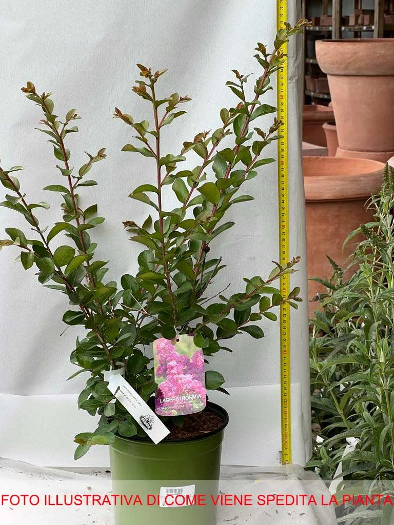 LAGERSTROEMIA INDICA VIOLET D'ETE VASO 18CM