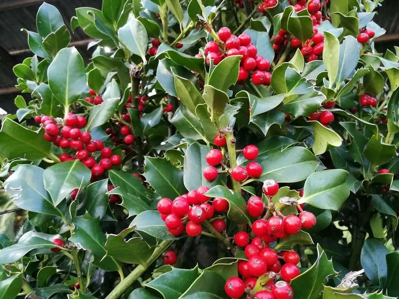 ILEX AGRIFOGLIO NELLIE STEVENS VASO 18CM