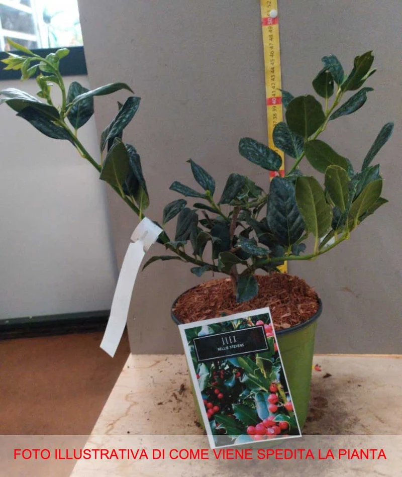 ILEX AGRIFOGLIO NELLIE STEVENS VASO 18CM