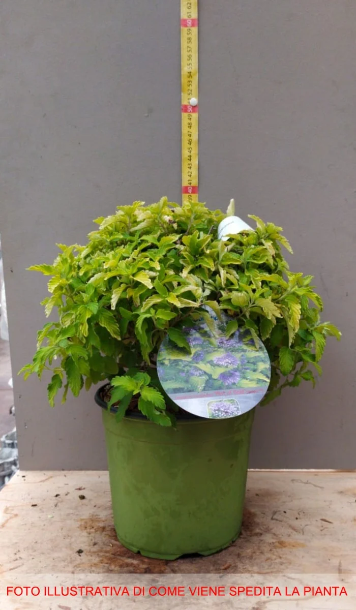 CARYOPTERIS CLAN HINT OF GOLD VASO 18CM