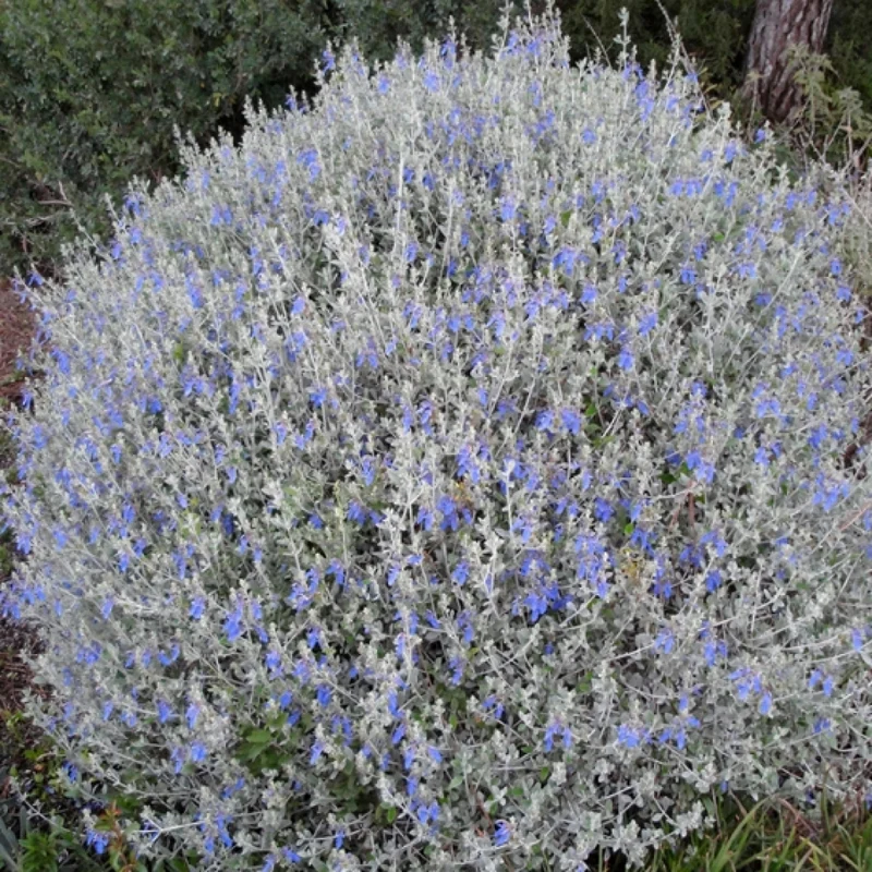 TEUCRIUM FRUTICANS VASO 18CM