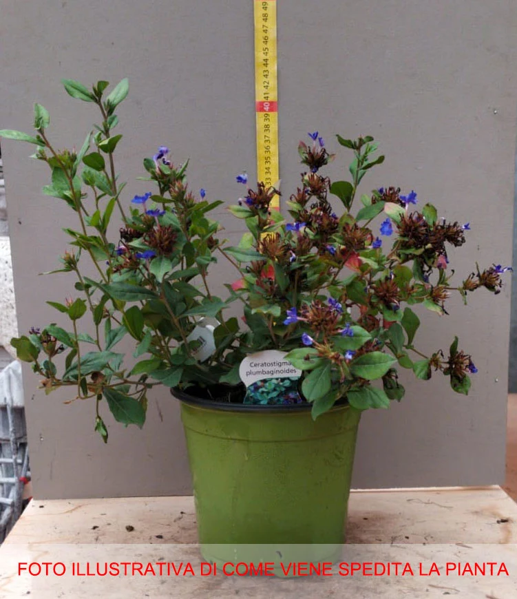 CERATOSTIGMA PLUMBAGINOIDES VASO 18CM