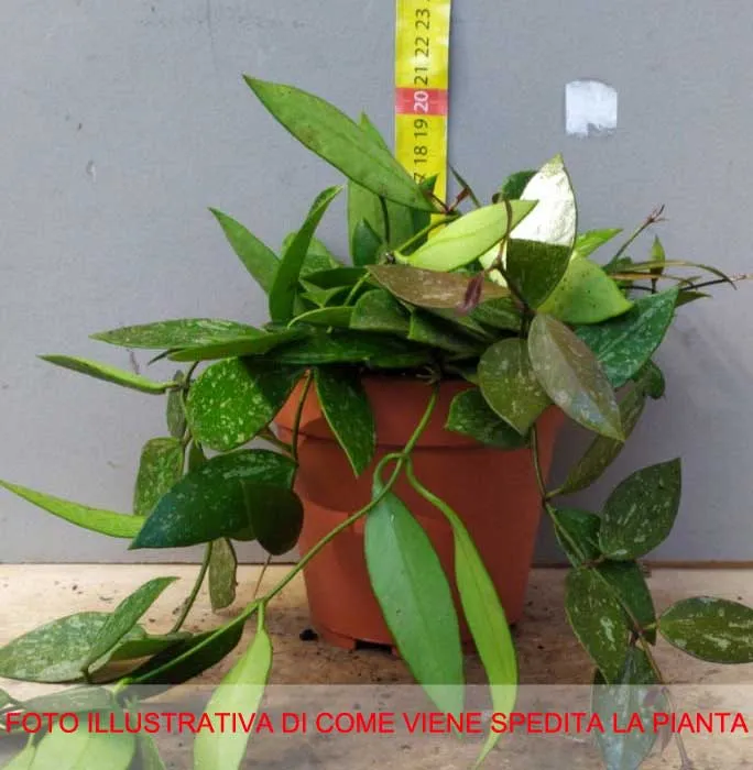 HOYA GRACILIS FIORE DI CERA VASO 12CM