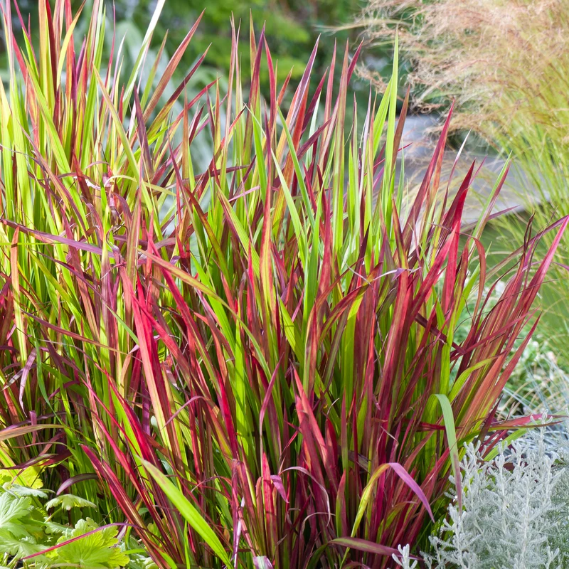 IMPERATA VASO 13CM