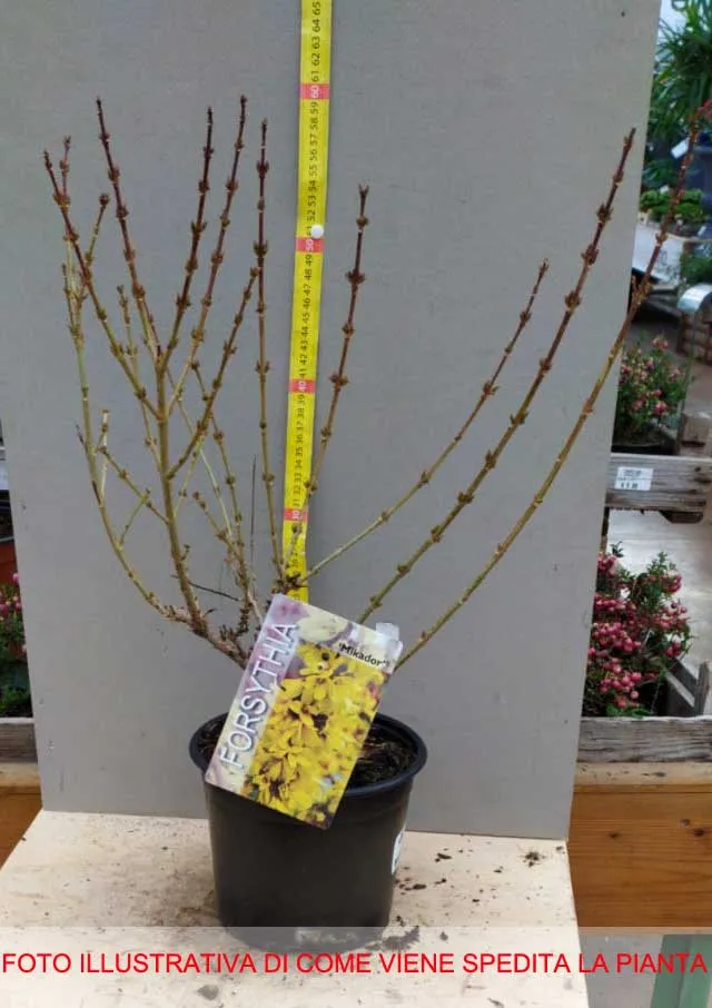 FORSYTHIA FORSIZIA INTERMEDIA MIKADOR IN VASO 18CM