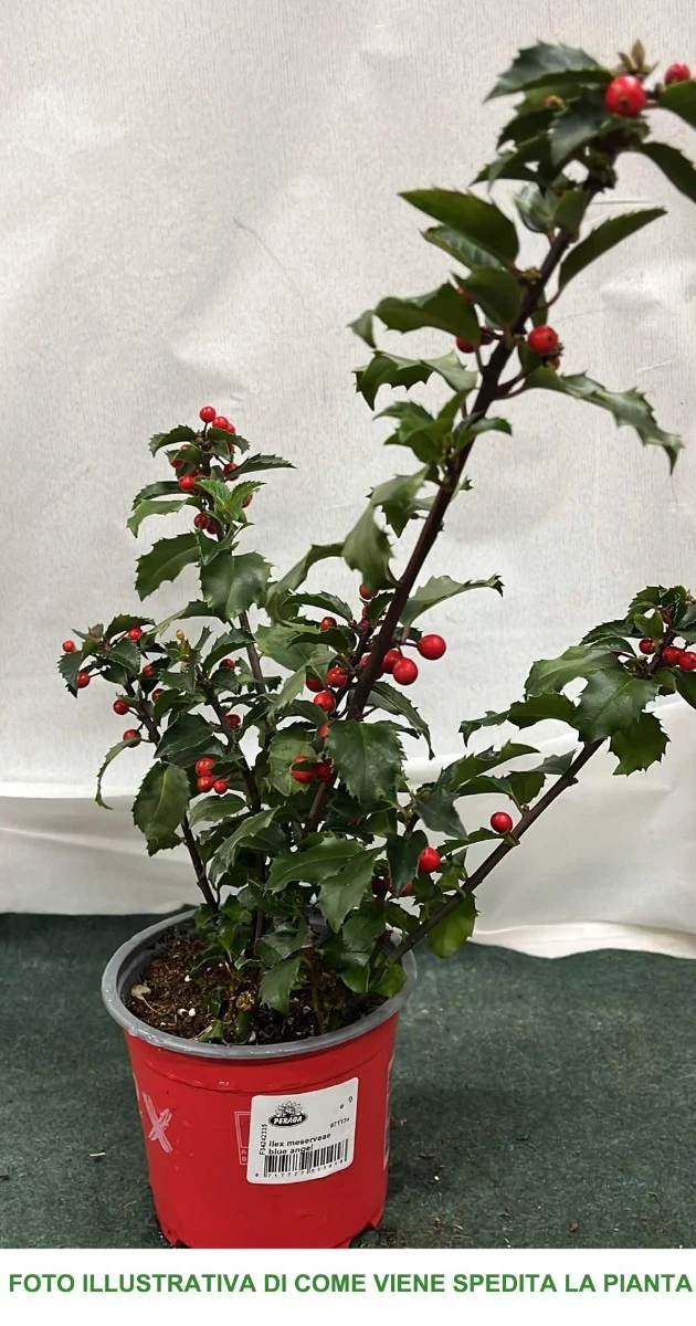 ILEX AGRIFOGLIO MESERVEAE VASO 12CM