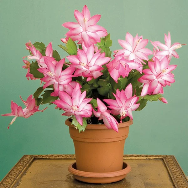 SCHLUMBERGERA CACTUS DI NATALE IN VASO 10CM COLORE ASSORTITO