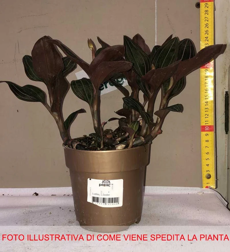 LUDISIA DISCOLOR ORCHIDEA GIOIELLO VASO 12CM