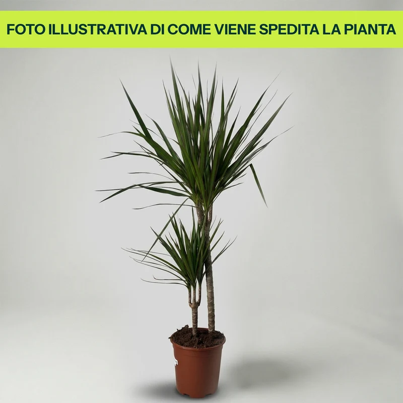 DRACENA MARGINATA VASO 17CM