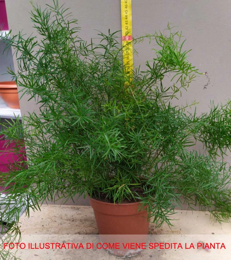 ASPARAGUS DENSIFLORUS SPRENGERI VASO 13CM
