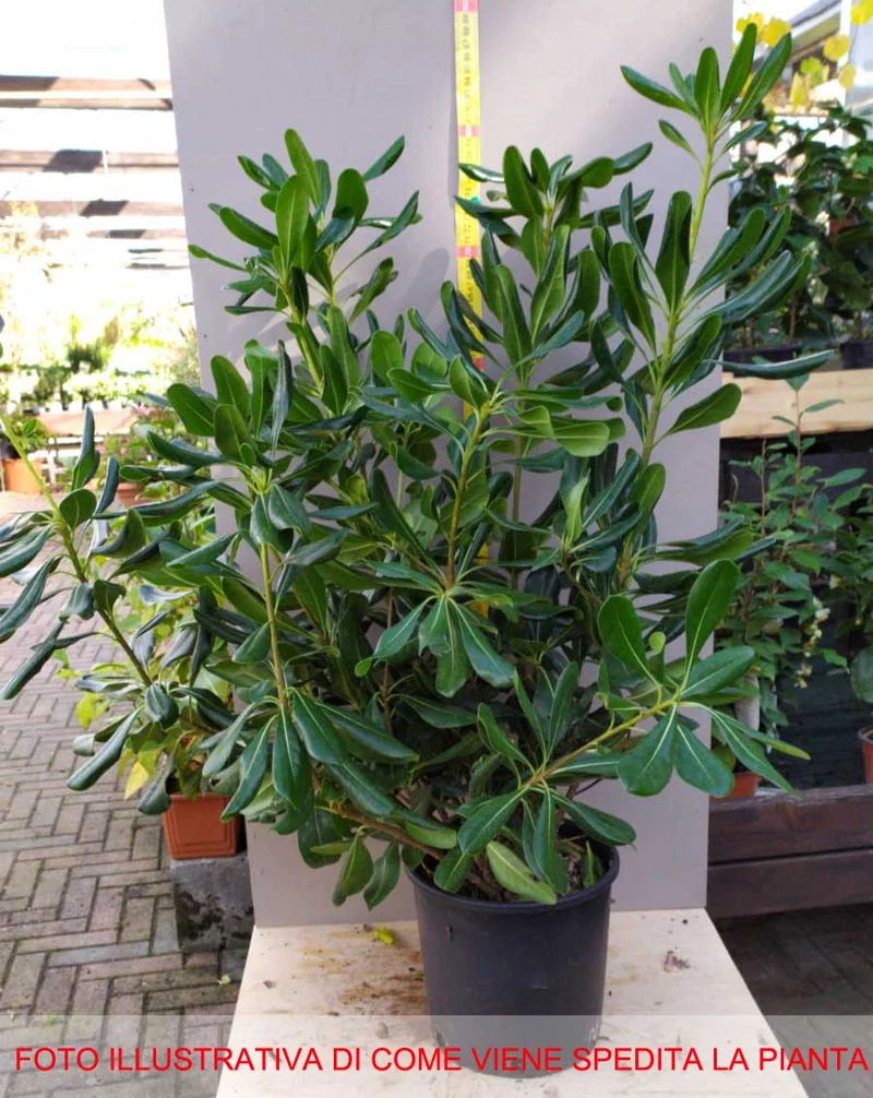 PITTOSPORUM PITTOSPORO TOBIRA VASO 18CM