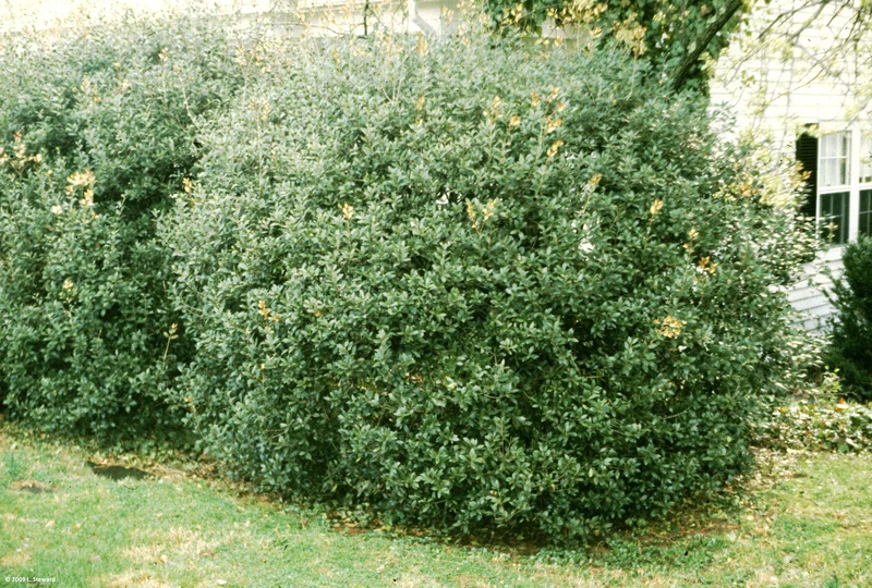 OSMANTHUS FRAGRANS OLEA FRAGRANS BIANCO VASO 18CM