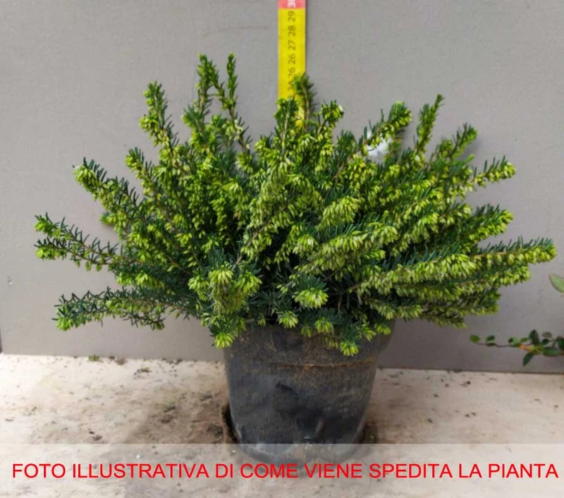 3 PIANTE ERICA DARLEYENSIS ROSSA VASO 13CM