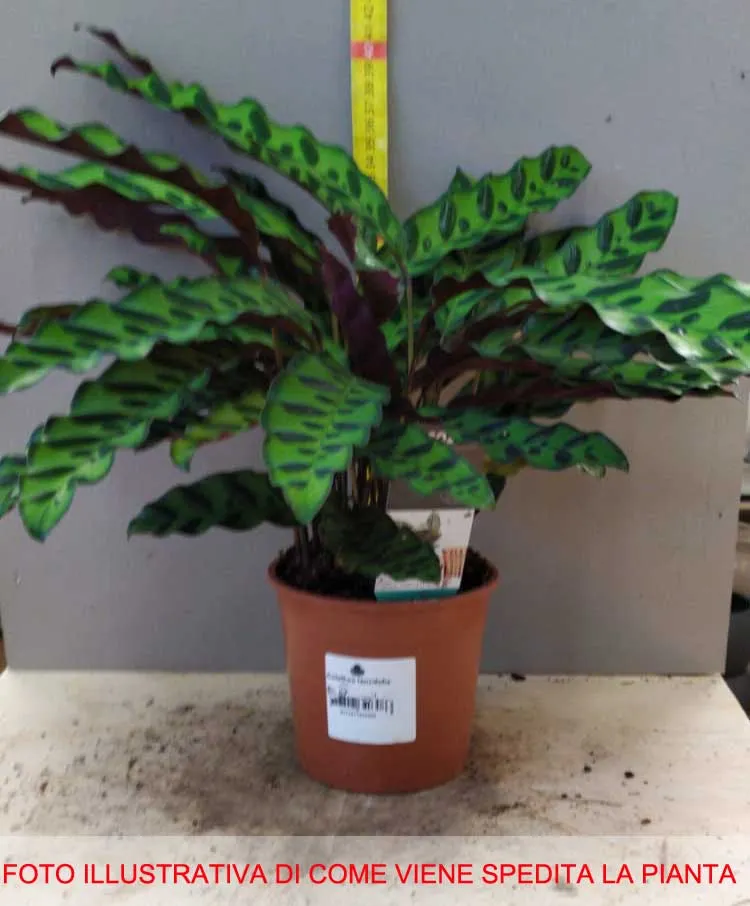 CALATHEA LANCIFOLIA IN VASO 14CM