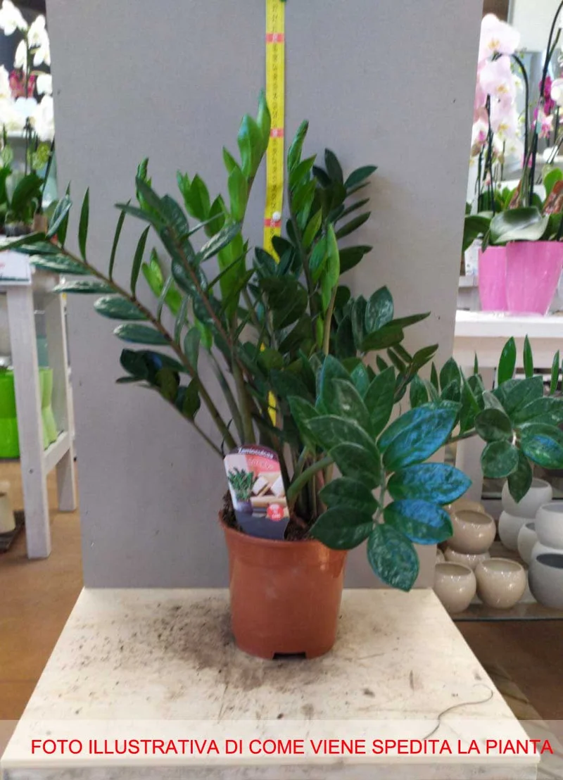 ZAMIOCULCAS IN VASO 17CM