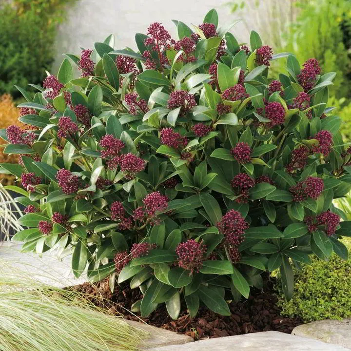 SKIMMIA RUBELLA VASO 10.5CM