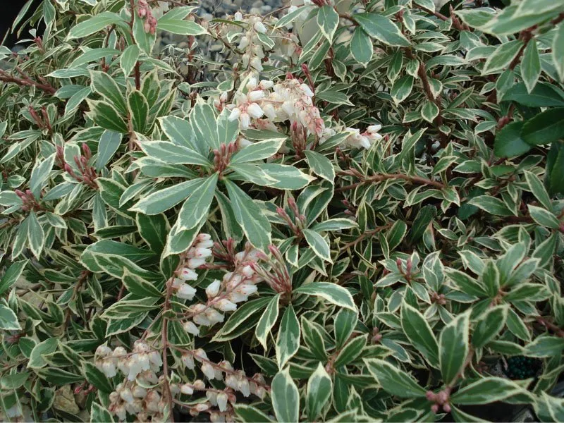 PIERIS JAPONICA LITTLE HEATH VASO 17CM