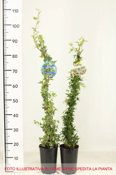 EDERA HELIX GREEN RIPPLE IN VASO 17CM