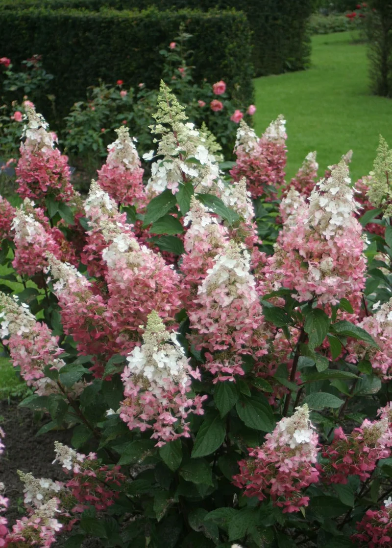 HYDRANGEA ORTENSIA PANICULATA PINKY WINKY VASO 18CM