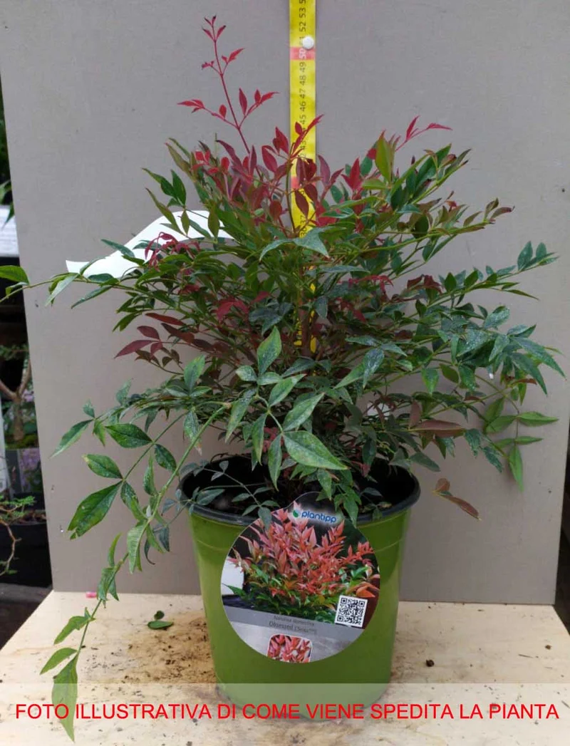NANDINA DOMESTICA OBSESSED VASO 18CM