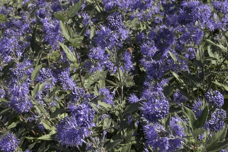 CARYOPTERIS CLAN KEW BLUE VASO 19CM