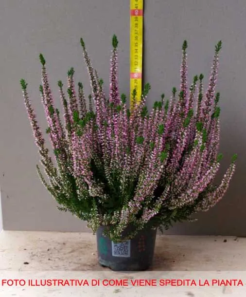 OFFERTA 3 PIANTE DI CALLUNA ERICA ROSA VASO 12CM