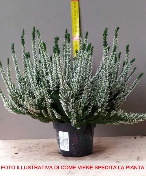 OFFERTA 3 PIANTE DI CALLUNA ERICA VASO 12CM