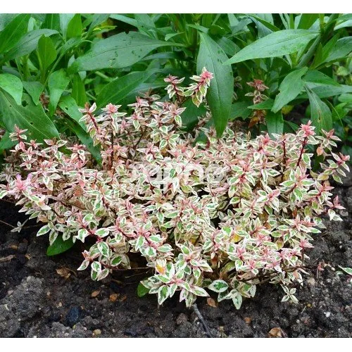 ABELIA GRANDIFLORA PINK LADY VASO 12CM