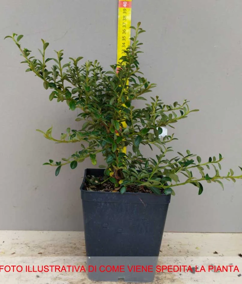 COTONEASTER CORAL BEAUTY VASO 12CM