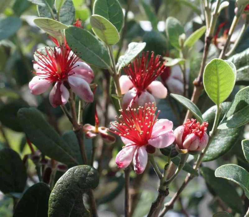 FEIJOA SELLOWIANA VASO 24CM