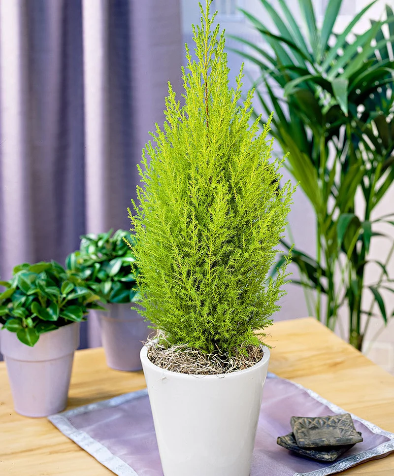 CUPRESSUS GOLDEN CREST CIPRESSO WILMA VASO 20CM