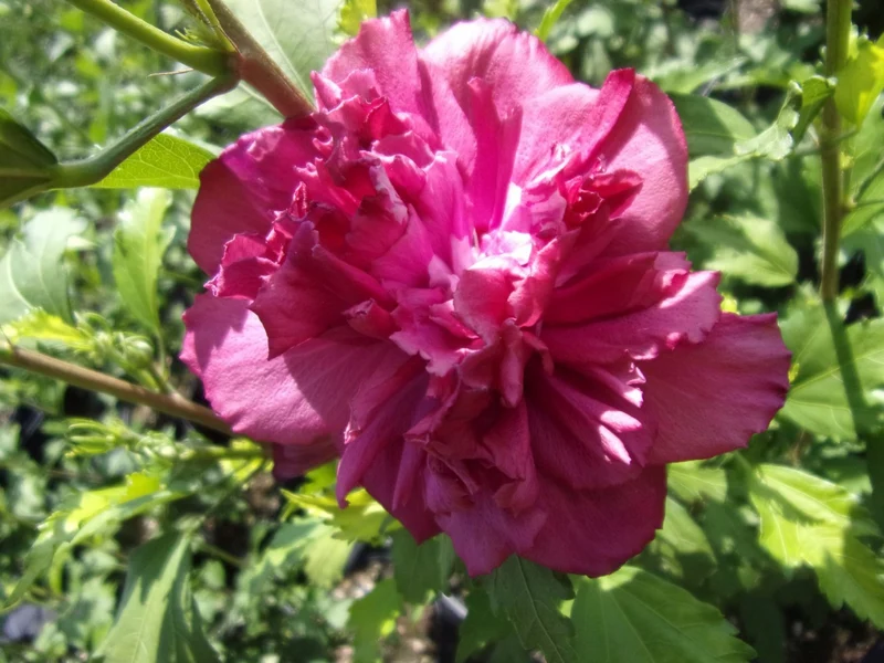 IBISCO SYRIACUS FRENCH CABARET ROSSO IN VASO 19CM
