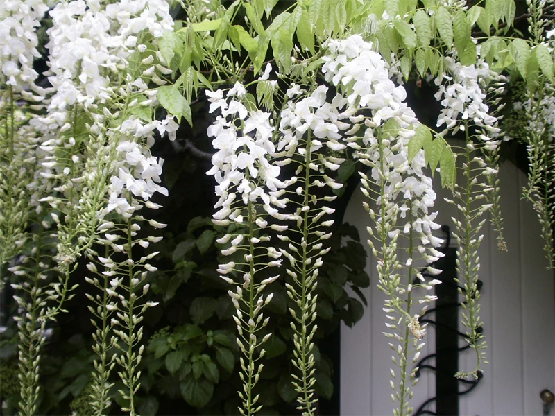 GLICINE WISTERIA FLORIBUNDA ALBA IN VASO 16CM