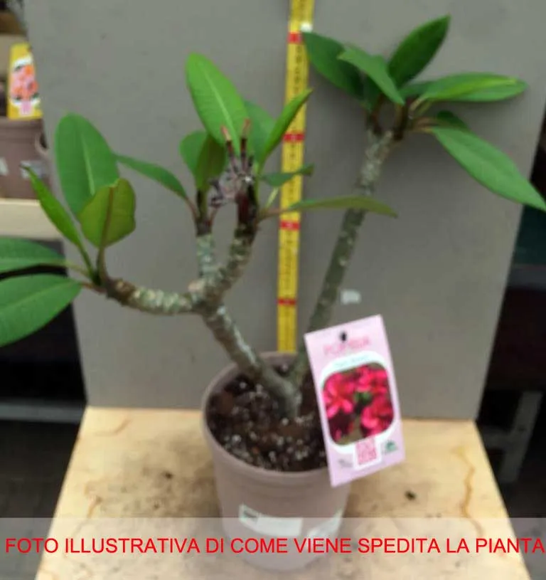 PLUMERIA POMELIA SUPER ROUND IN VASO 18CM
