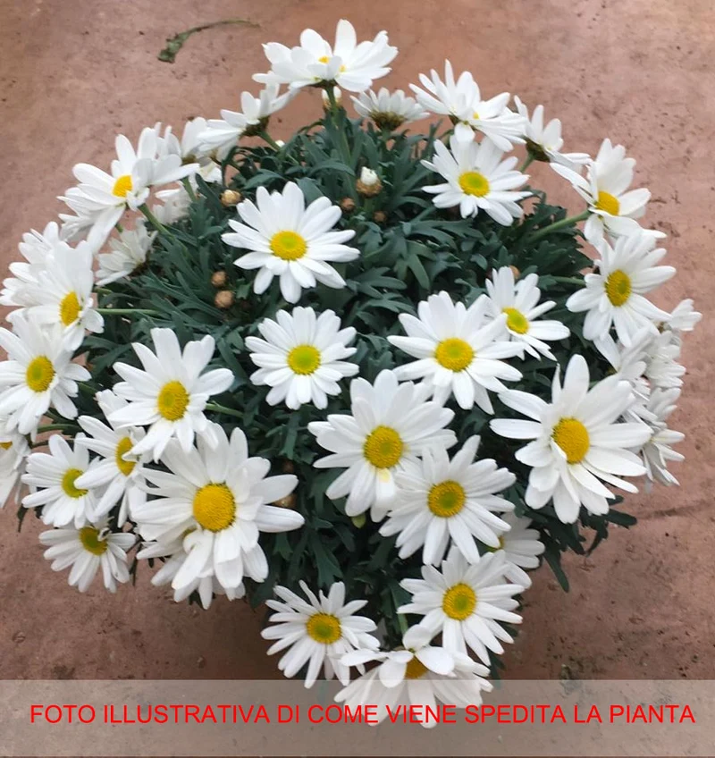 MARGHERITA BIANCA IN VASO 14CM
