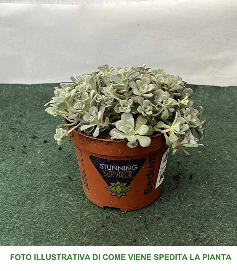 SEDUM SPATHIFOLIUM CAPE BLANCO VASO 10.5CM