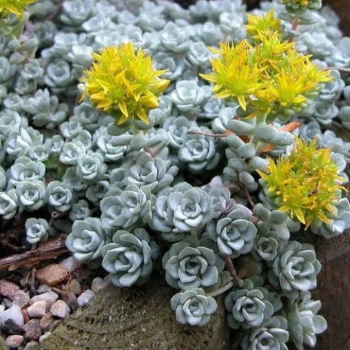 SEDUM SPATHIFOLIUM CAPE BLANCO VASO 10.5CM