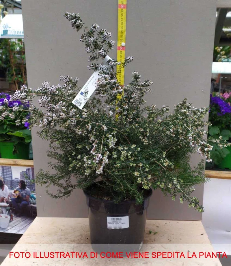 ERICA AFRICANA CANICULATA VASO 17CM