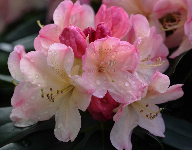 RODODENDRO PERCY WISEMAN BIANCO IN VASO 17CM