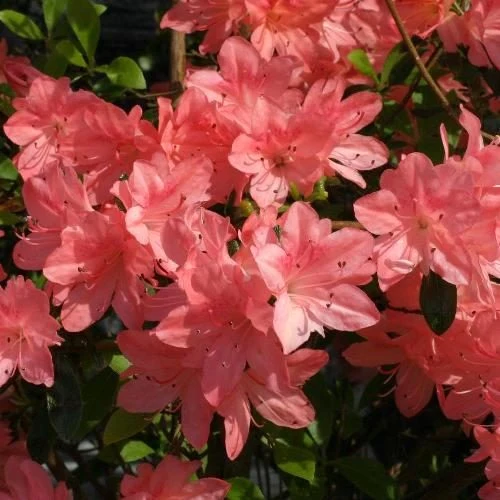 AZALEA JAPONICA RUSTICA BLAAUW'S ROSA VASO 15CM