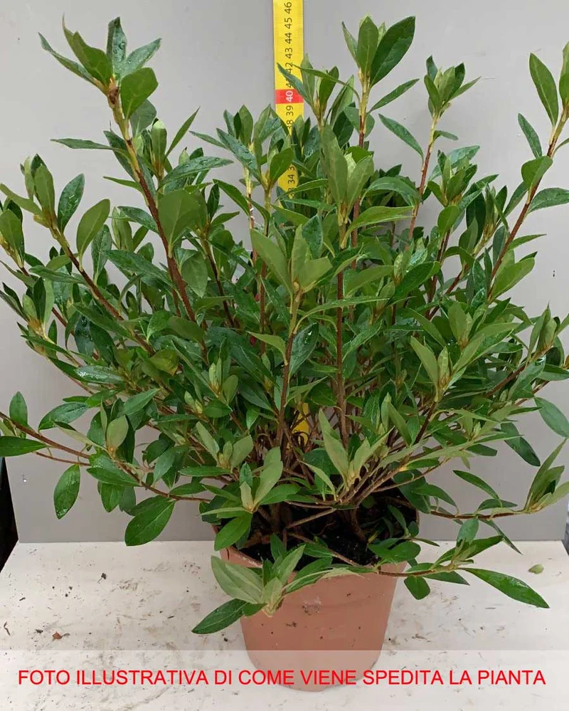 AZALEA JAPONICA RUSTICA BLAAUW'S ROSA VASO 15CM