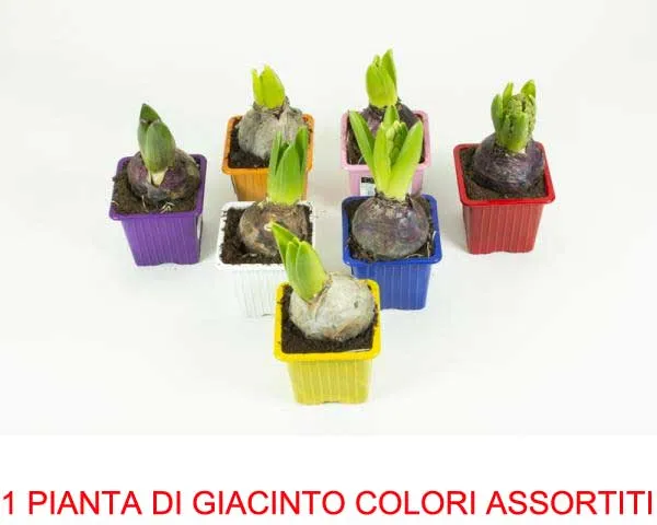 1 PIANTA DI GIACINTO VASO 7CM COLORI ASSORTITI