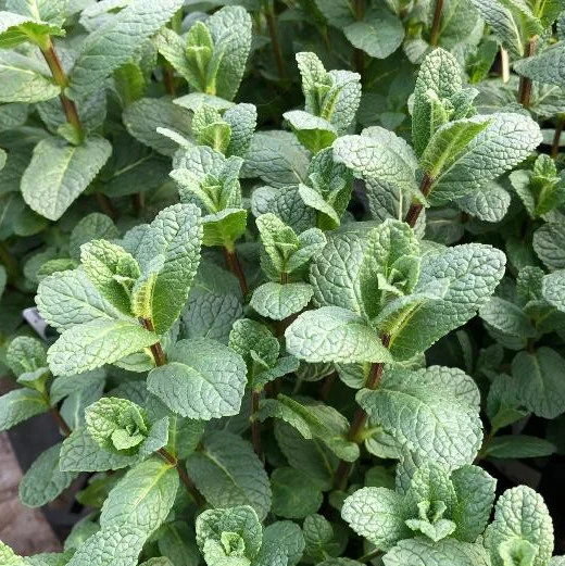 MENTA MAROCCHINA IN VASO 14CM