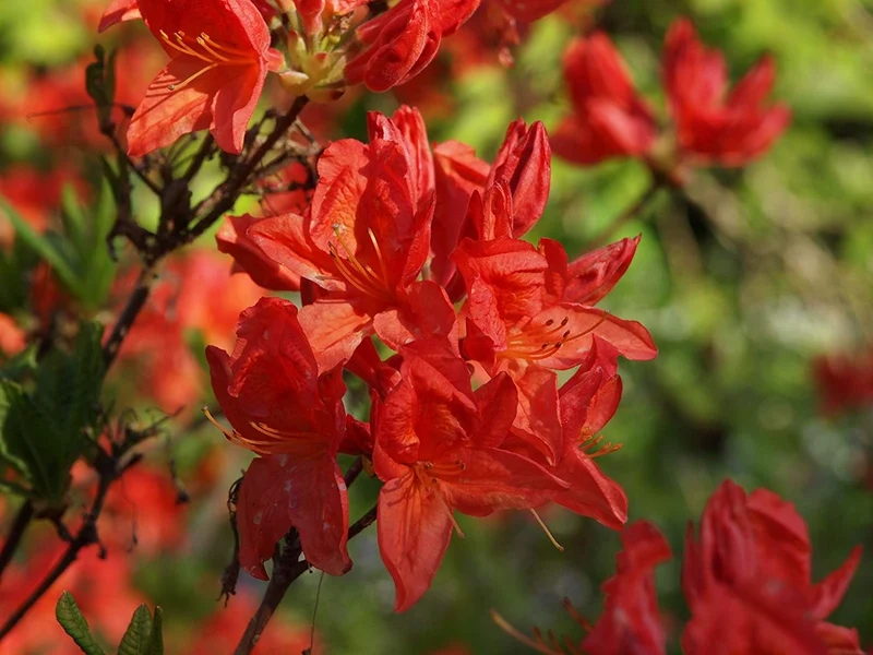 AZALEA HOTSPUR RED KNAPHILL VASO 17CM