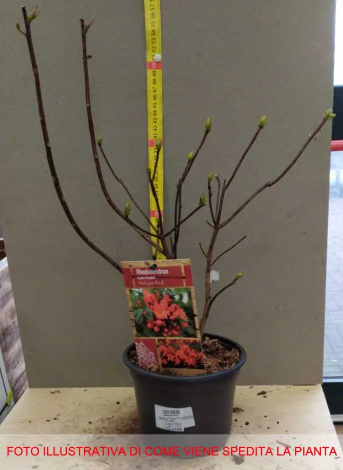 AZALEA HOTSPUR RED KNAPHILL VASO 17CM