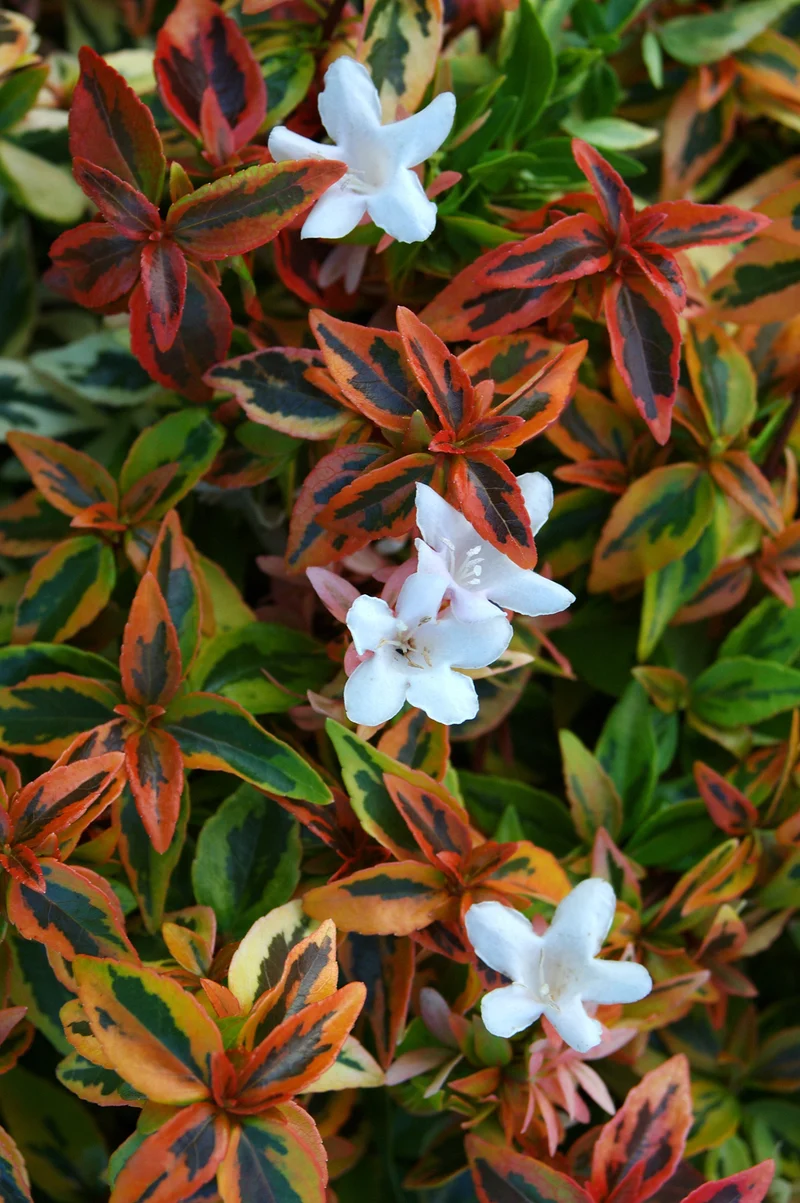 ABELIA GRANDIFLORA KALEIDOSCOPE VASO 17CM