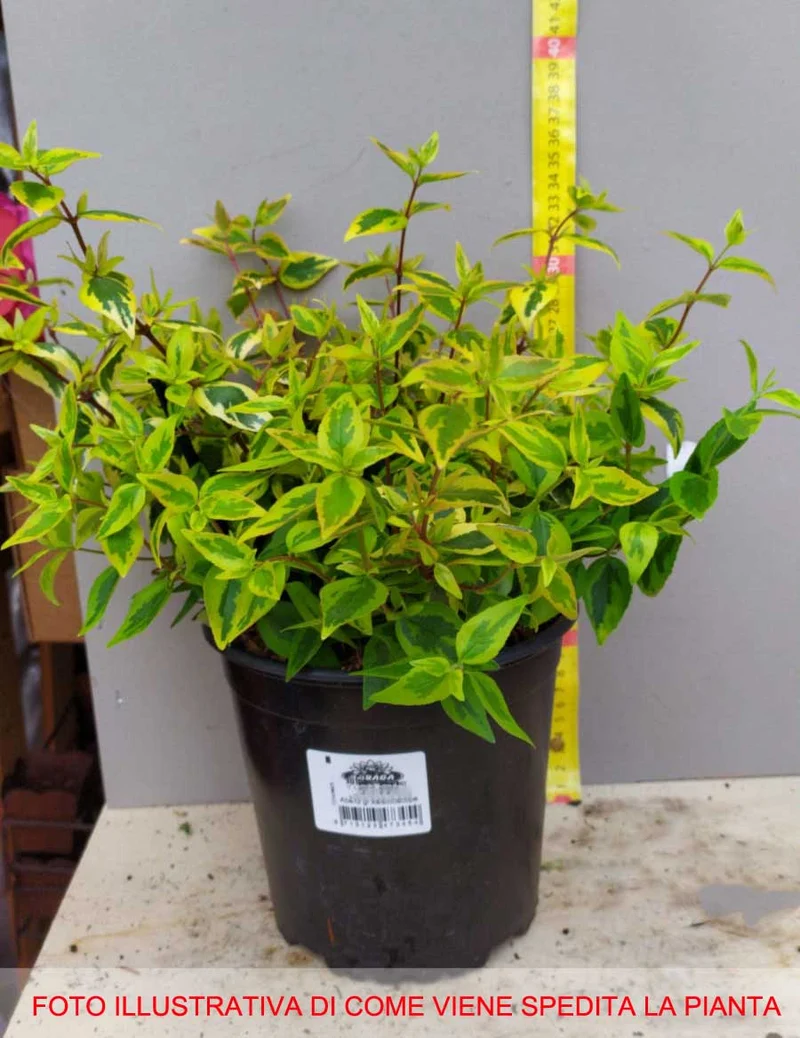 ABELIA GRANDIFLORA KALEIDOSCOPE VASO 17CM