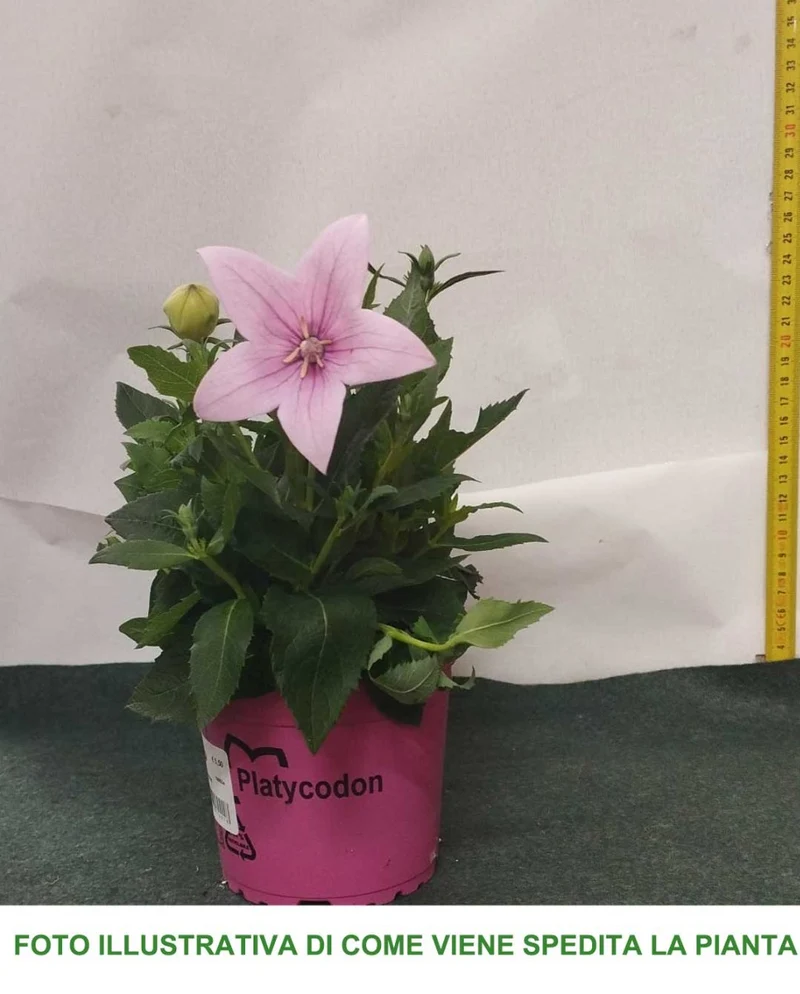 PLATYCODON ROSA CAMPANULA VASO 12CM